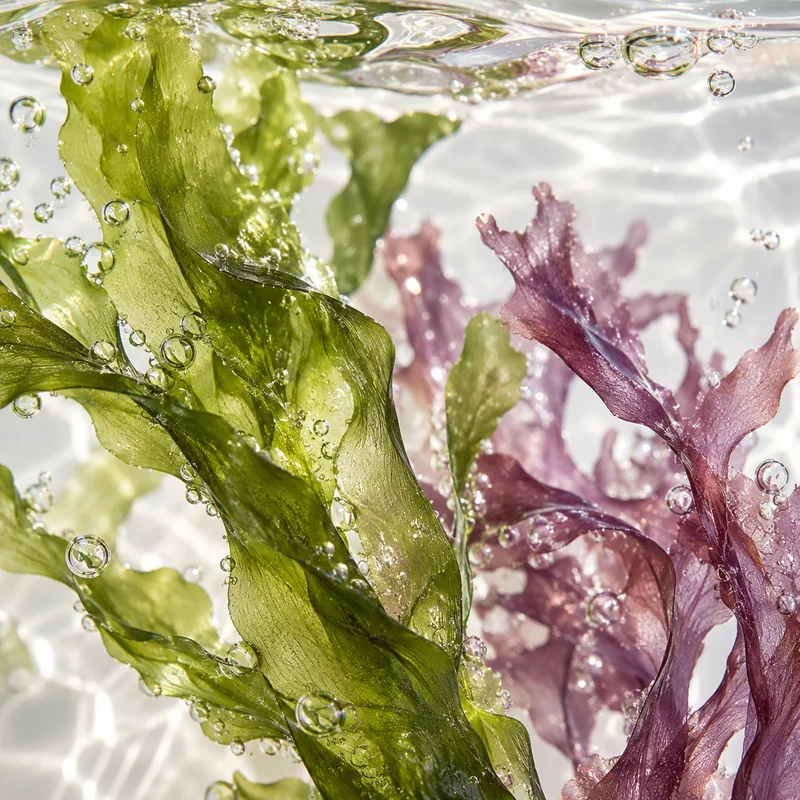 Algas marinas verdes y lilas en agua transparente con burbujas